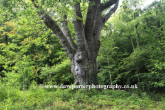 The Knightwood Oak, the largest tree in the New Forest