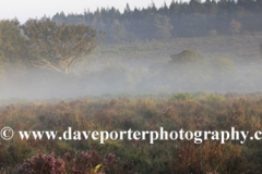 Misty morning sunrise; Bratley Plain, New Forest