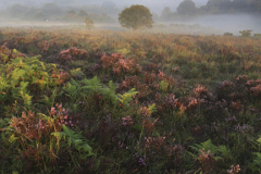 Misty morning sunrise; Bratley Plain, New Forest