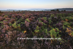 Misty morning sunrise; Bratley Plain, New Forest