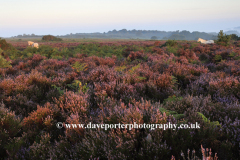 Misty morning sunrise; Bratley Plain, New Forest