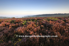 Misty morning sunrise; Bratley Plain, New Forest