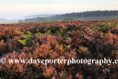Misty morning sunrise; Bratley Plain, New Forest