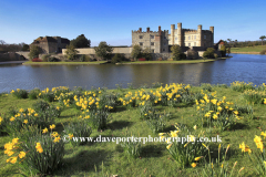 Spring Daffodil flowers at Leeds Castle
