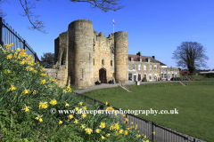 Spring Daffodils at Tonbridge Castle
