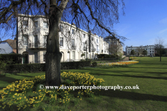 Daffodils, Dane John Gardens, Canterbury