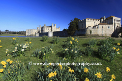 Spring Daffodil flowers, Leeds Castle