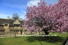 Spring, Cherry Trees, the Almshouses, Stamford
