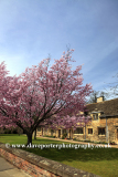 Spring, Cherry Trees, the Almshouses, Stamford