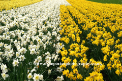 Spring Daffodil flowers, Spalding