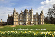 Spring  Daffodils, Burghley House