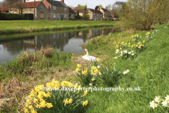 Daffodils by the River Welland, Market Deeping