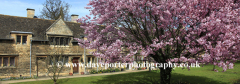 Spring Cherry Trees, the Almshouses, Stamford