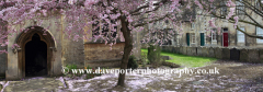 Spring Cherry Tree, St Georges Church, Stamford