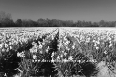 Fields of Daffodil flowers, near Spalding town