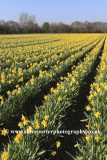 Fields of Daffodil flowers, near Spalding town