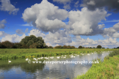 Mute swans on the river Welland near Crowland