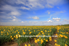 Spring Daffodil flowers, Spalding