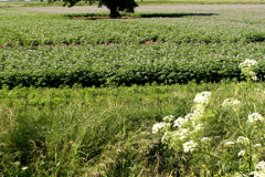 Crops in fields near Boston