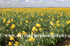 Spring Daffodil flowers, Spalding