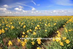 Fields of Daffodils, near Boston town