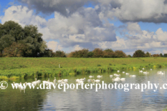 Mute swans on the river Welland near Crowland