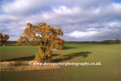 Autumn Oak Tree, Fenland field near March town