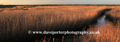 Sunset view over reed beds, Cley-next-the-Sea village