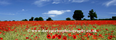Summer Poppy Fields, Castle Acre village