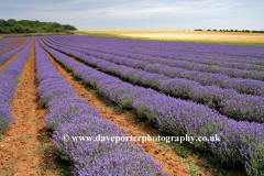 Fields of Lavender, Heacham village