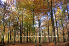 Autumn Woodland, Thetford Forest