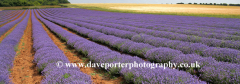 Fields of Lavender plants grown near Heacham