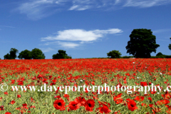 Summer Poppy Fields, Castle Acre village