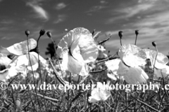 Poppy Fields near Castle Acre village