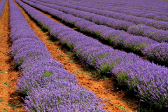 Fields of Lavender plants grown near Heacham