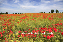 Fields of Poppy flowers near Dereham town