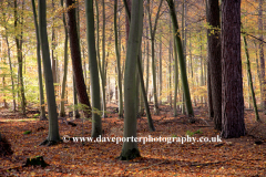 Autumn Woodland, Thetford Forest