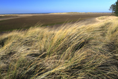 Sand Dunes on Holkham Bay Beach