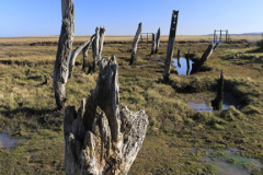 The old wooden posts, Thornham salt marshes