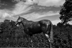 Statue of the racehorse Estimate, Sandringham