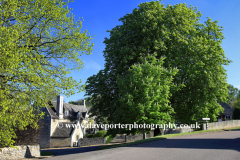 Spring Chestnut Tree, Duddington village