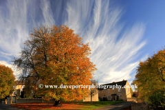 Autumn, Chestnut Tree, Duddington village