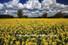 2 Rapeseed Oil filed, Easton on the Hill