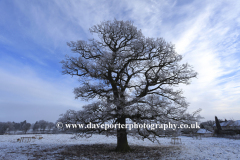 Winter trees, Bulwick village, Rockingham Forest