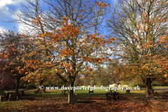 Autumn conker trees in the village of Ashton