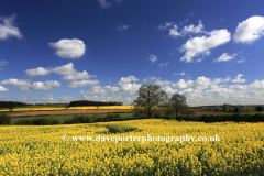 Summer view over Oil seed rape fields to Tixover