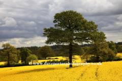 Rapeseed Oil fields near Easton on the Hill