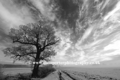 Winter trees, Bulwick village, Rockingham Forest