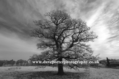 Winter scene, Oak Tree, Blatherwycke village
