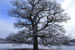 Winter trees, Bulwick village, Rockingham Forest